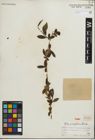 Foto von Salix paraplesia C. K. Schneid.